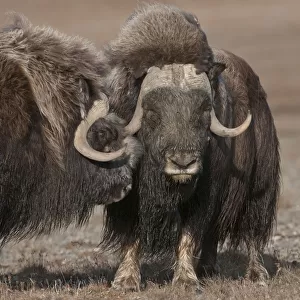 Musk ox (Ovibos moschatus) portrait of two standing closely, Wrangel Island, Far Eastern Russia