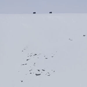 Two Muskox (Ovibos moschatus) on the horizon, Dovrefjell National Park, Norway, February