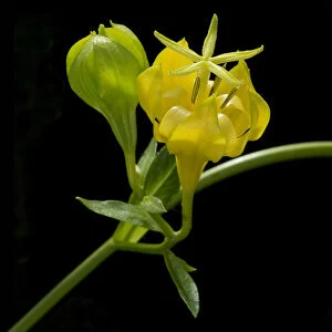 Musquia (Musschia aurea) flower. Cultivated in glasshouse, UK. Pollinated by Lizard