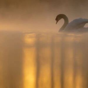 Mute swan (Cygnus olor) backlit on a misty morning. Valkenhorst Nature reserve
