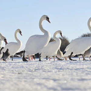 Mute Swan (Cygnus olor) group walking on ice at sunrise. Glasgow, Scotland, December