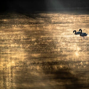 Mute swan (Cygnus olor) swimming on sun-dappled water, Lower Silesia, Poland