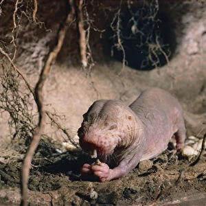 Naked mole rat feeding {Heterocephalus glaber} Kenya, East Africa