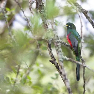 Narina Trogon Print, Hluhluwe Game Reserve Narina Trogon Print, Hluhluwe Game Reserve