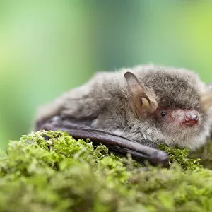 Natterers bat (Myotis nattereri) Captive, UK