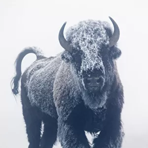 North American Bison (Bison bison) coated in frost standing on snow, Yellowstone National Park