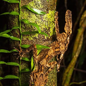 Northern leaf-tailed gecko (Saltuarius cornutus) hunting at night, Innisfail, Queensland, Australia