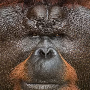 Orang utan (Pongo pygmaeus) head portrait of dominant male called Aman