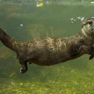 Oriental small clawed otter (Aonyx cinerea) underwater, captive