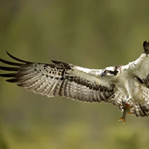 Osprey (Pandion haliaetus) in flight with a fish, Finland, July