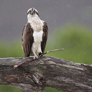 Osprey (Pandion haliaetus) perched on branch, holding stick in its foot, Cairngorms National Park