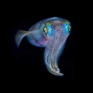 Oval squid (Sepioteuthis lessoniana) photographed at night, Green Island, Taiwan