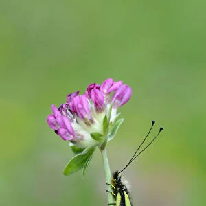 Owlfly sulphur (Libelloides coccajus) on flower, near Gavarnie, Pyrenees National Park