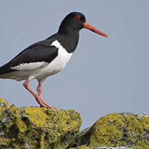 Oystercatchers Framed Print Collection: Pied Oystercatcher