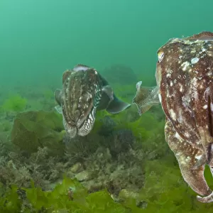 Pair of Common cuttlefish (Sepia officinalis), female in foreground and male behind