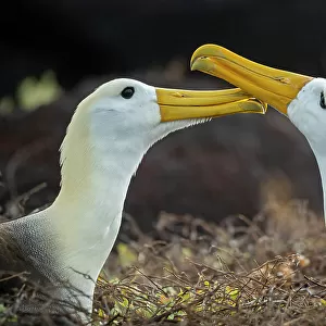Pair of Waved albatrosses (Phoebastria irrorata) billing as greeting. Punta Suarez, Espanola Island, Galapagos Islands, Ecuador