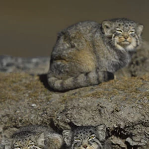 Pallass cat (Otocolobus manul) three cats, Tibetan Plateau, Qinghai, China