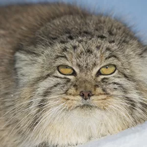 Cats (Wild) Collection: Pallass Cat