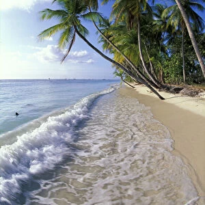 Palm trees line the beach at Pigeon Point, Tobago