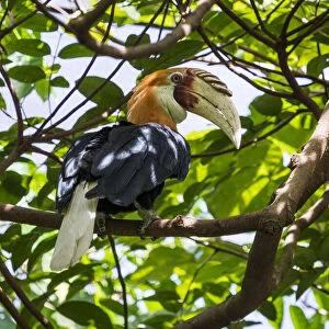 Papuan hornbill (Rhyticeros plicatus) male perched in tree. Papua New Guinea