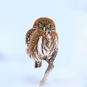 Owls Collection: Austral Pygmy Owl