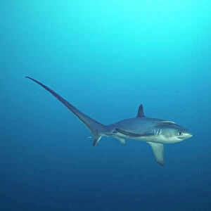 T Photographic Print Collection: Thresher Shark