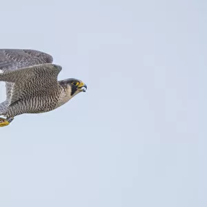 Peregrine falcon (Falco peregrinus) in flight with open beak. The Netherlands. May
