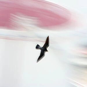 Peregrine falcon (Falco peregrinus) in flight, Port of Barcelona, Catalonia, Spain. April