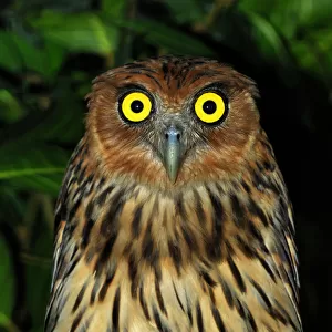 Owls Collection: Philippine Eagle Owl
