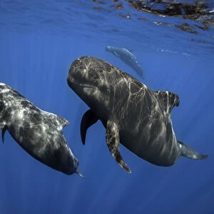 Pilot whale (Globicephala macrorhynchus) pod, Tenerife, Canary Islands. August