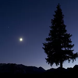 Pine tree at night with moon shining, on Stuoc peak, Durmitor NP, Montenegro, October