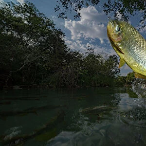 Piraputanga (Brycon hilarii) fish jumping out of water to catch fruit on overhanging branches, Brazil