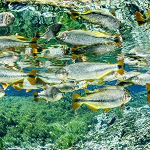 Piraputanga, (Brycon hilarii) reflected on the water surface, Aquario Natural, Bonito