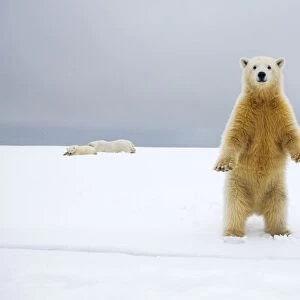 Polar bear (Ursus maritimus) curious cub stands along Bernard Spit as its mother