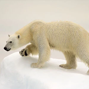 Polar Bear (Ursus maritimus) on ice, Svalbard, Norway, August