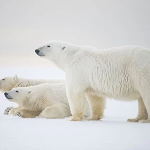 Polar bear (Ursus maritimus) mother with juveniles resting on newly formed pack