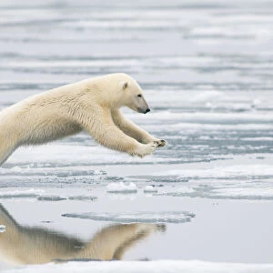 Polar bear (Ursus maritimus) sow jumping while hunting for seals on sea ice, off
