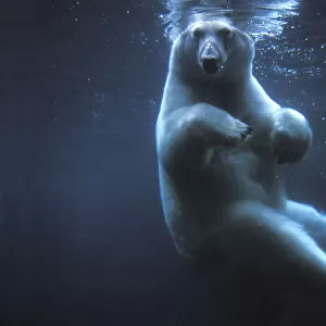 Polar bear (Ursus maritimus) underwater view swimming in a pool, Anchorage Zoo, Alaska, USA