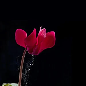 Pollen release from cyclamen flower via sonication, which mimics buzz pollination