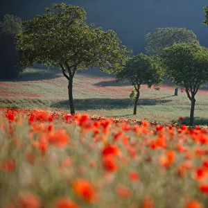 Poppies flowering in a field, near Norcia, Umbria, Italy. May 2005