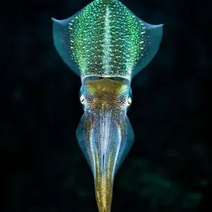 Caribbean Reef Squid Print: Midwater over Coral Reef Caribbean Reef Squid Print: Midwater over Coral Reef