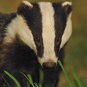 Portrait of an adult Badger (Meles meles), Derbyshire, UK