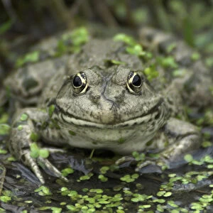 Portrait of an adult Marsh Frog (Rana ridibunda). Captive. Surrey, UK, September