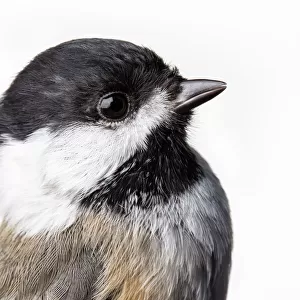 True Tits Premium Framed Print Collection: Black Capped Chickadee