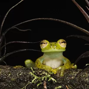 Portrait of an Emerald Glass Frog (Espadarana / Centrolenella prosoblepon). Captive