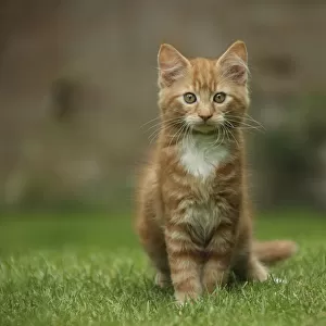 Portrait of a ginger kitten on grass