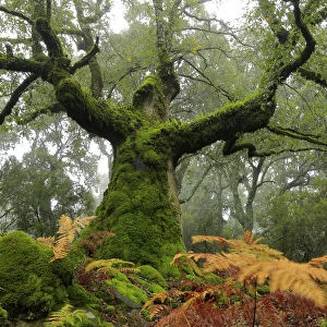 Portuguese oak tree (Quercus faginea) covered in moss, Los Alcornocales Natural Park