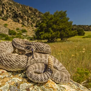 Prairie Rattlesnake (Crotalus viridis) sunbathing, Bozeman, Montana, USA