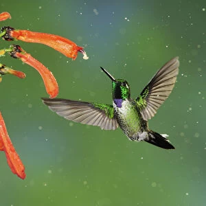 Hummingbirds Collection: Purple Bibbed Whitetip