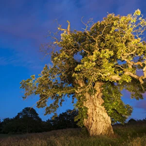 Queen Marys Tree, a veteran Sweet chestnut (Castanea sativa) over 600 years old